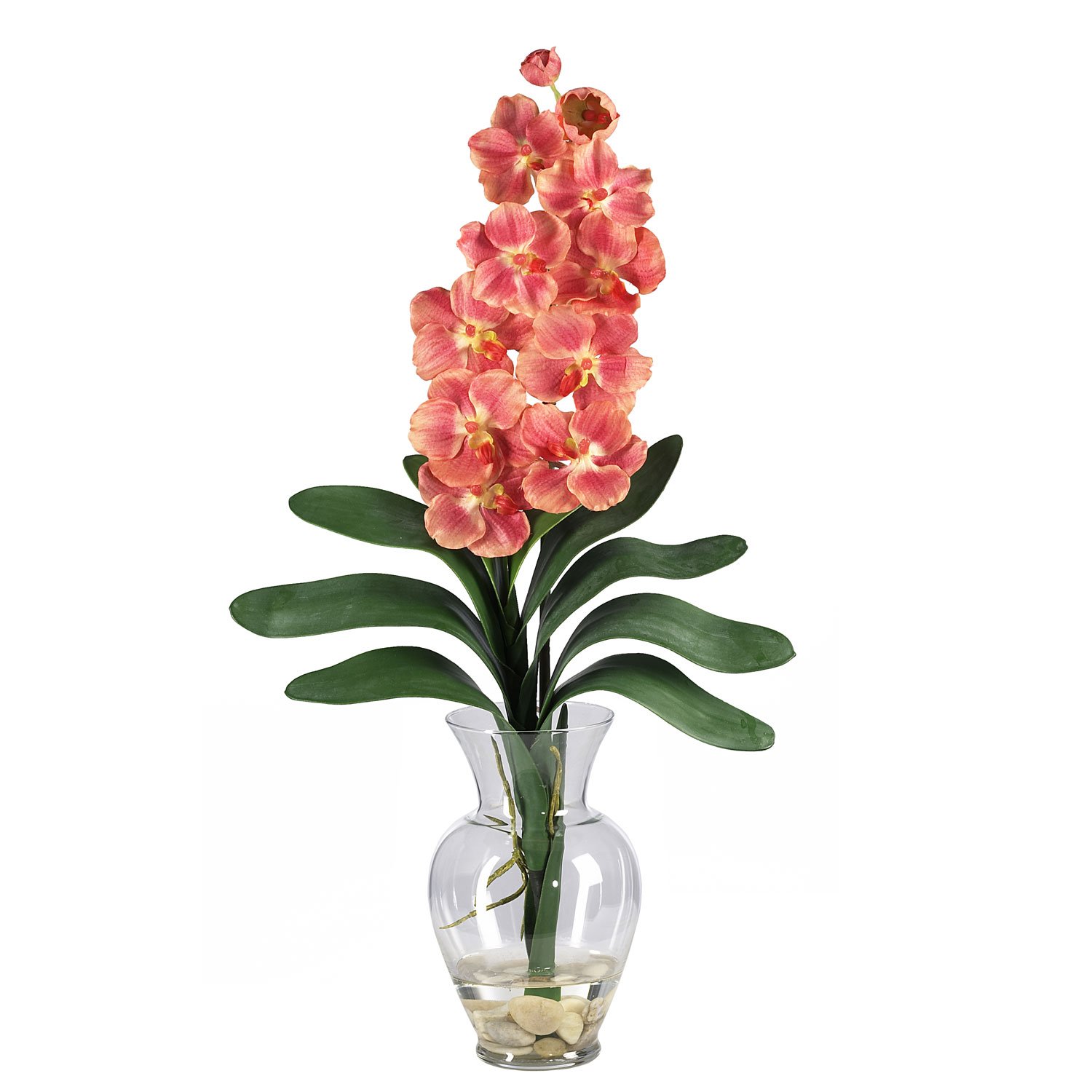 Vanda Liquid Illusion