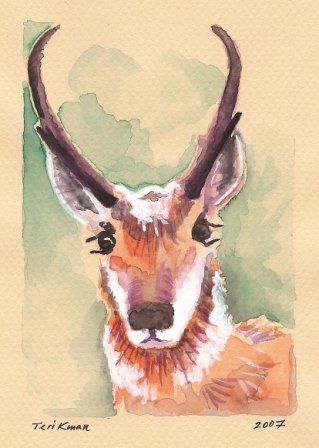 "Wyoming Pronghorn Antelope" Watercolor Painting Print