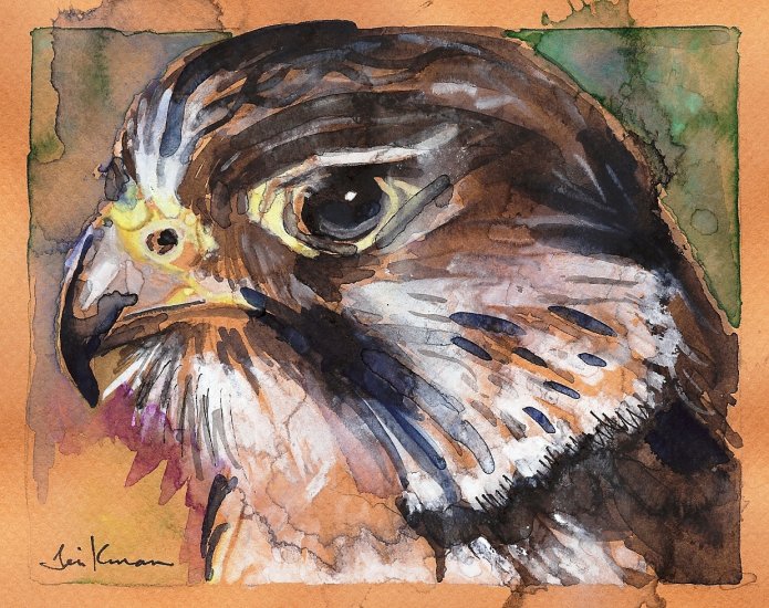 "Peregrine Falcon" Watercolor Painting Print
