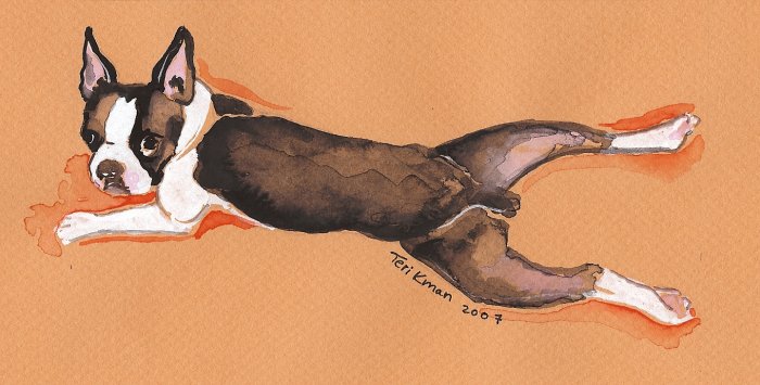 "Boston Terrier" Watercolor Painting Print