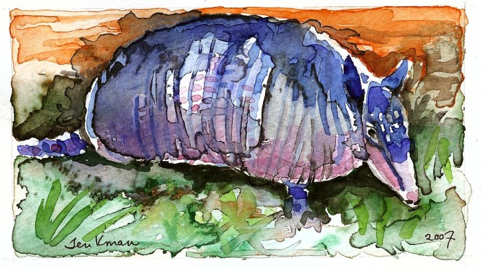 "Texas Armadillo" Watercolor Painting Print