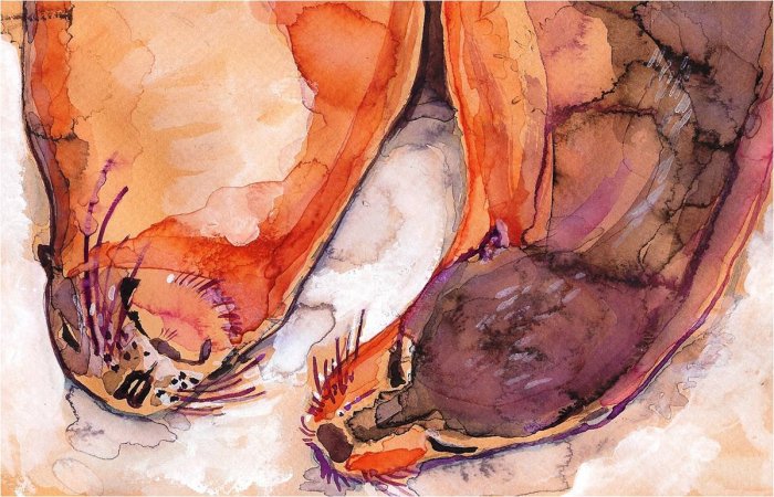 "Galapagos Sea Lions" Watercolor Painting Print
