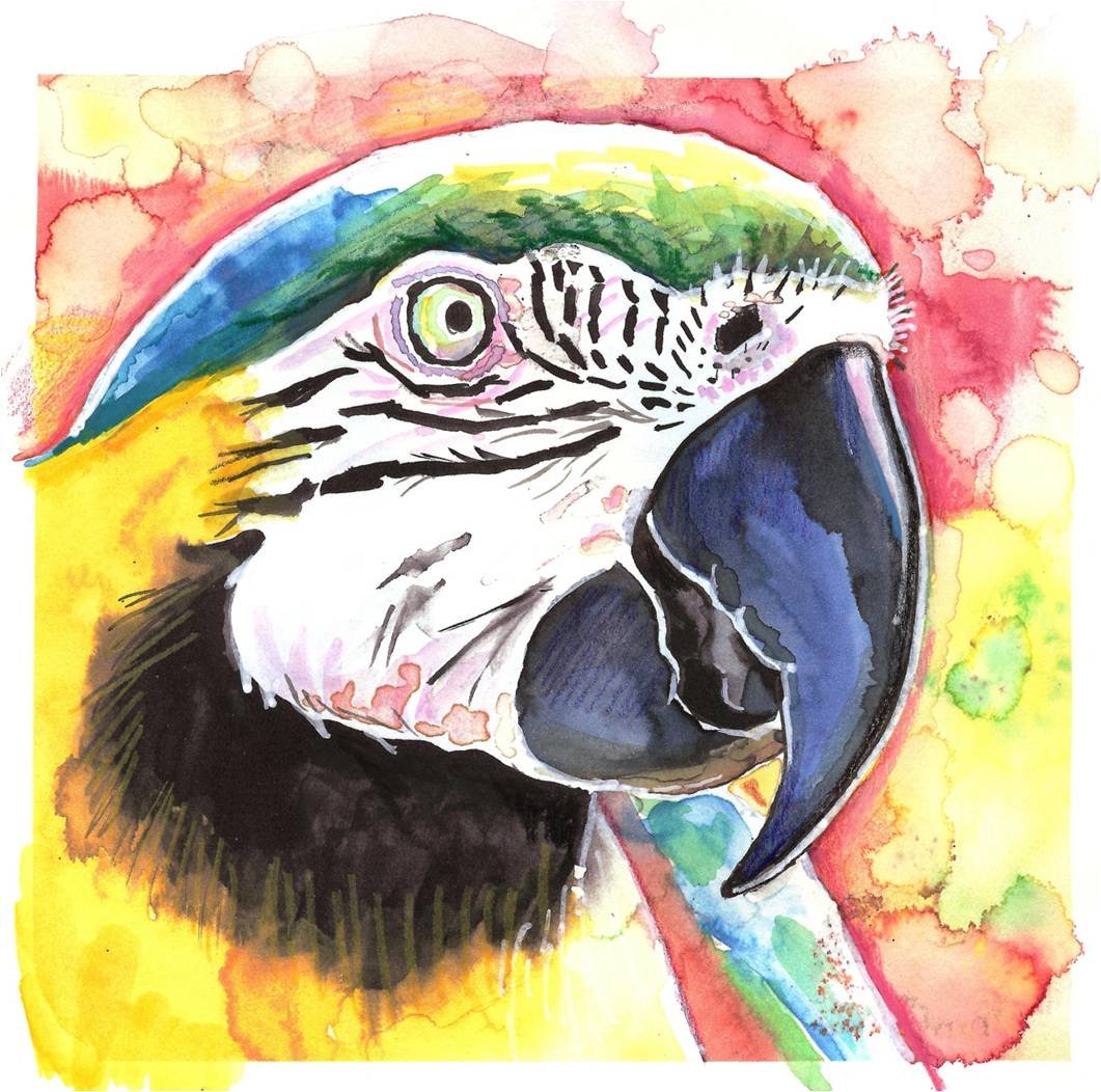 "Parrot (Macaw)" Watercolor Painting Print