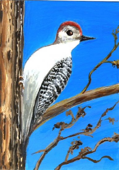 Woodpecker / ACEO Original Acrylic Painting by R.J.