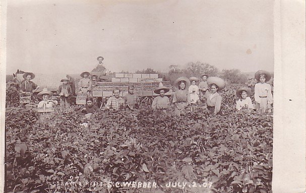 Strawberry Fields in South Carolina SC, 1909 Vintage Postcard - 3600