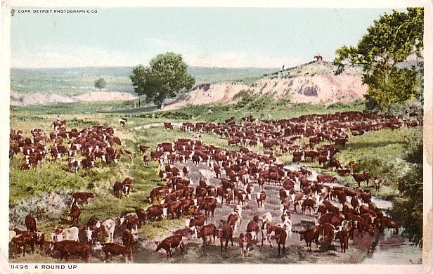 A Round Up, Cowboy Themed Detroit Photographic Company Vintage Postcard - 3634
