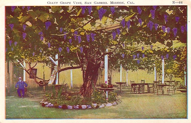 Giant Grape Vine, San Gabriel Mission California CA Vintage Postcard - 3783