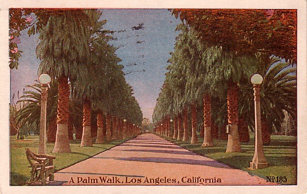 A Palm Walk, Los Angeles California CA Vintage Postcard - 3901