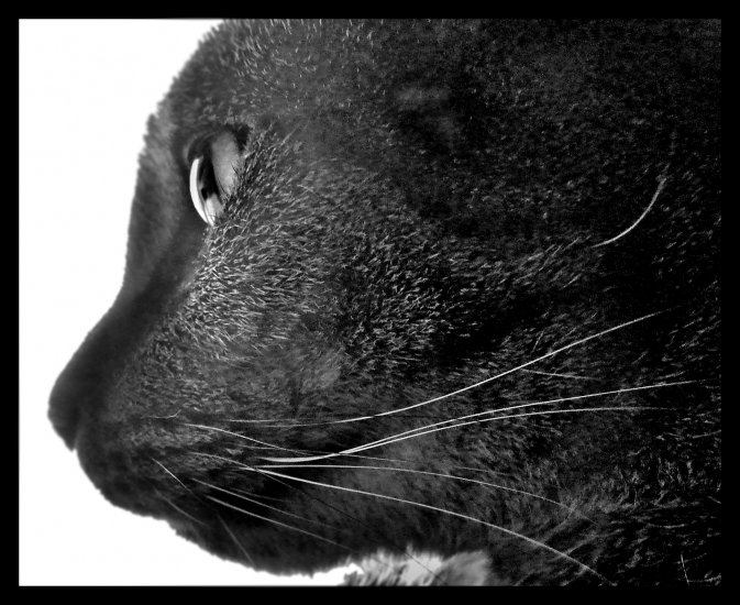 Cat's Meow