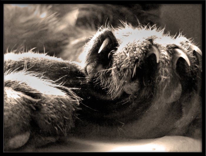 Paws