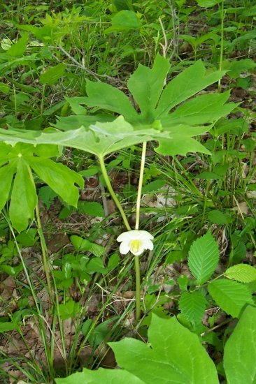 10 mayapple plants (Podophyllum peltatum)