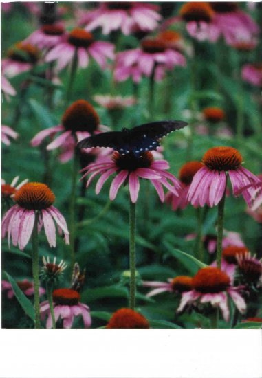 3 purple coneflower barerootstock