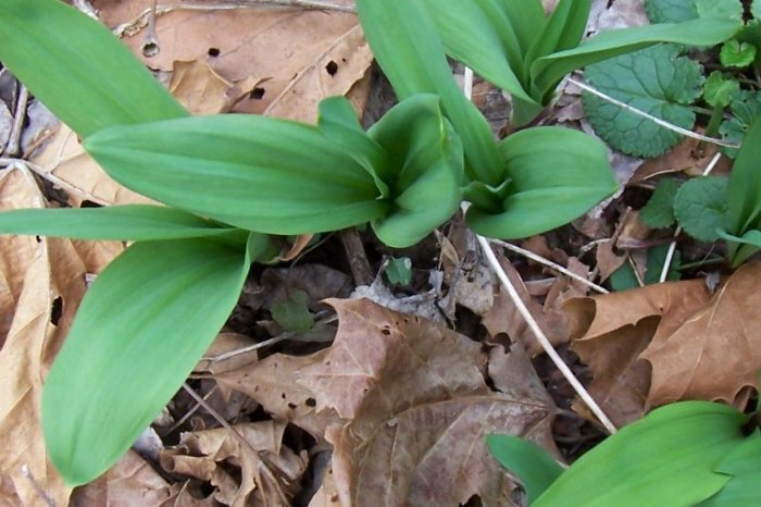 1 lb of fresh ramps