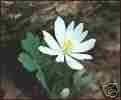 bloodroot