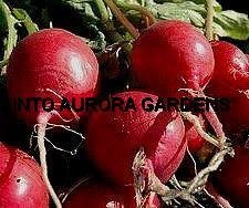 50 Radish Cherry Belle Organic Seeds Early Vegetable