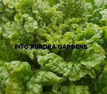 100 Black Seeded Simpson Green Lettuce Heirloom Seeds