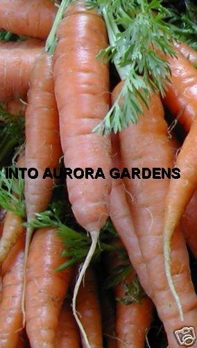 100 Carrot Red Cored Chantenay Organic Heirloom Seeds