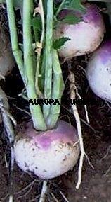 100 Turnip Purple Top White Globe Heirloom Organic seed