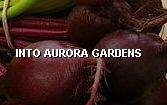 50 Beet Seeds Detroit Dark Red Organic Heirloom Beets