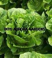 100 Huge Organic Romaine Heirloom Green Lettuce Seeds