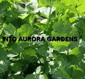 50 Cilantro Coriander Seeds Herb Spice Vegetable
