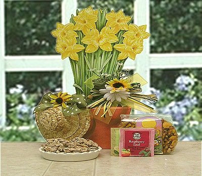 Daffodil Field