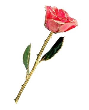 Rose - 24Kt Gold - Pink