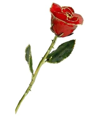 Rose - 24Kt Gold - Red
