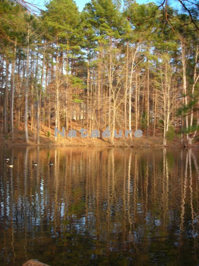 Tree Reflection 8x10