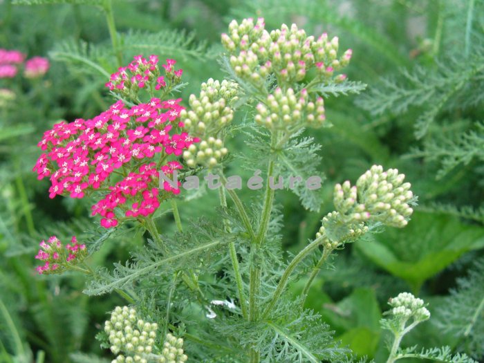 Pink/White Flowers 8x10