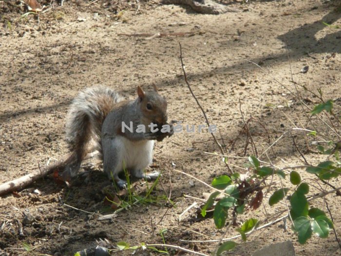 Snacking Squirrel 8x10