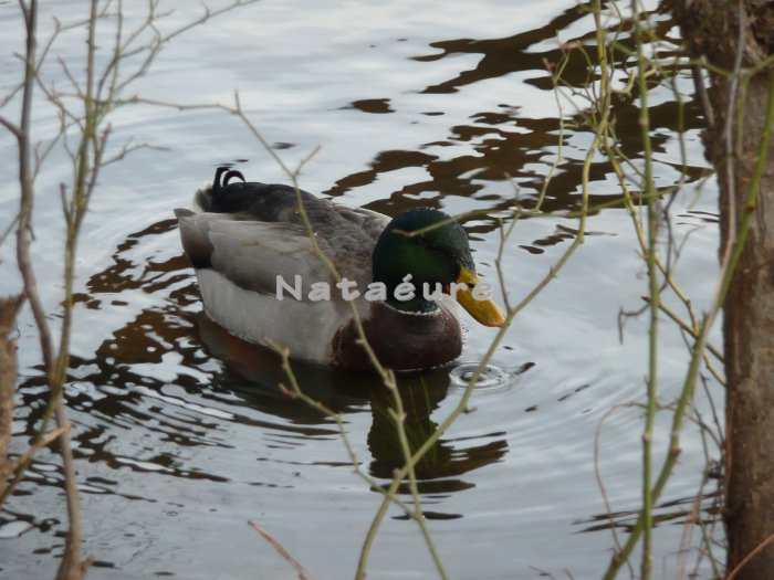 Lone Mallard 8x10