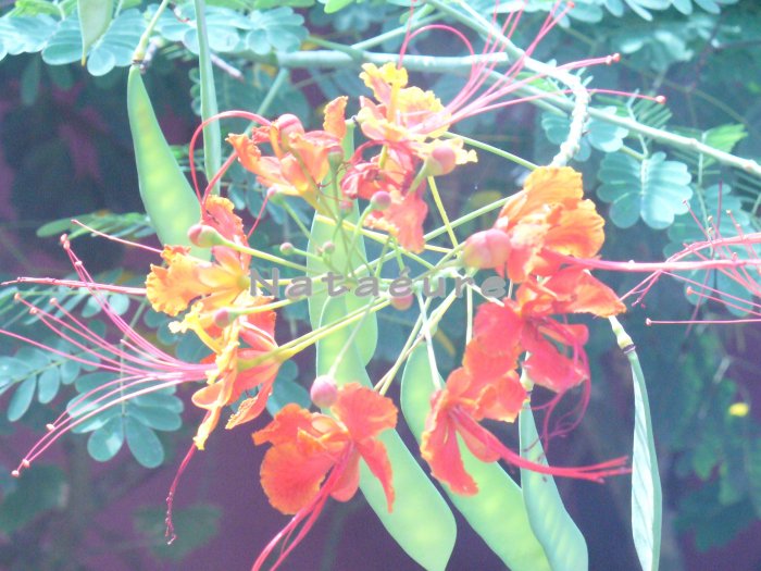 Exotic Orange 8x10