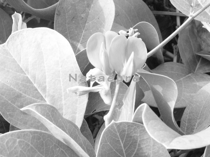 Flowerbud Macro 8x10