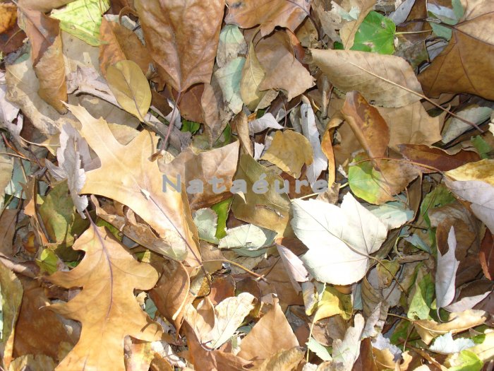 Fall Leaves 8x10