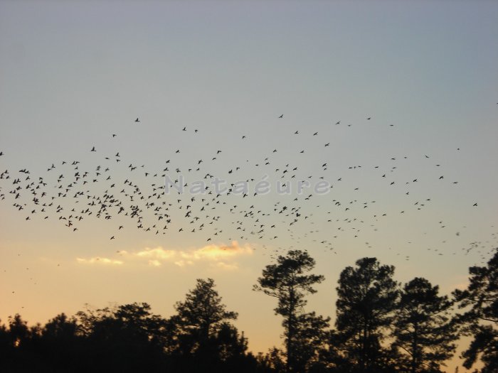 Flying South 8x10
