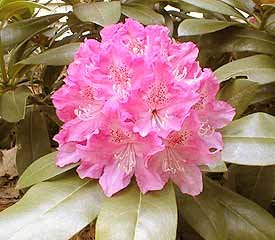 Holden Rhododendron