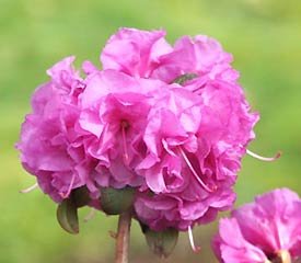 April Rose Rhododendron