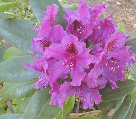 Azurro Rhododendron