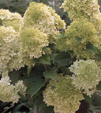 Lime Light Hydrangea