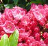 Sarah Mountain Laurel