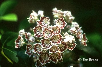 Carousel Mountain Laurel