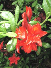 Satan Azalea