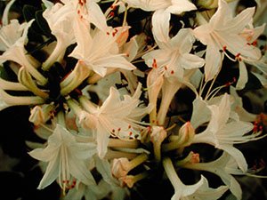 Snowbird Azalea