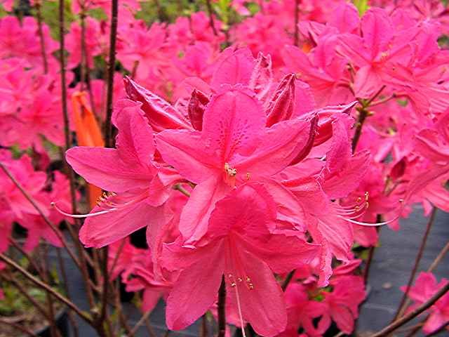 Jane Abbott Azalea