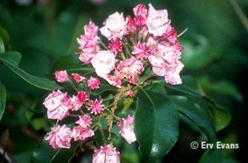 Carol Mountain Laurel Kalmia