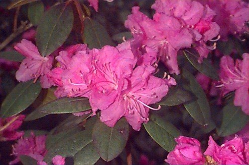 Rhododendron PJM Elite