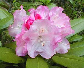 Rhododendron Dorothy Swift