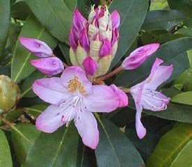 Rhododendron Roseum Maximum