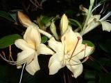 2 Gallon Lemon Drop Azalea